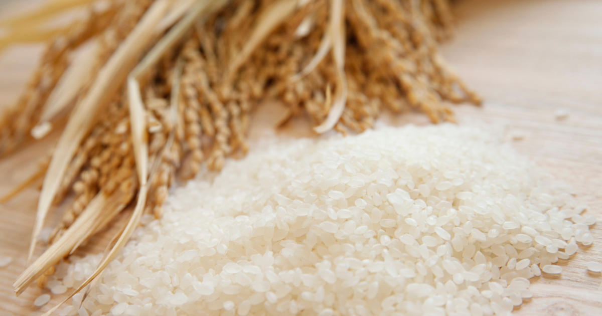 食用米と酒造好適米の違い：日本酒を造る米の選び方